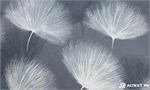 Обои 1,06*10м Аспект Ру Бон Бон 70688-65 70688-65